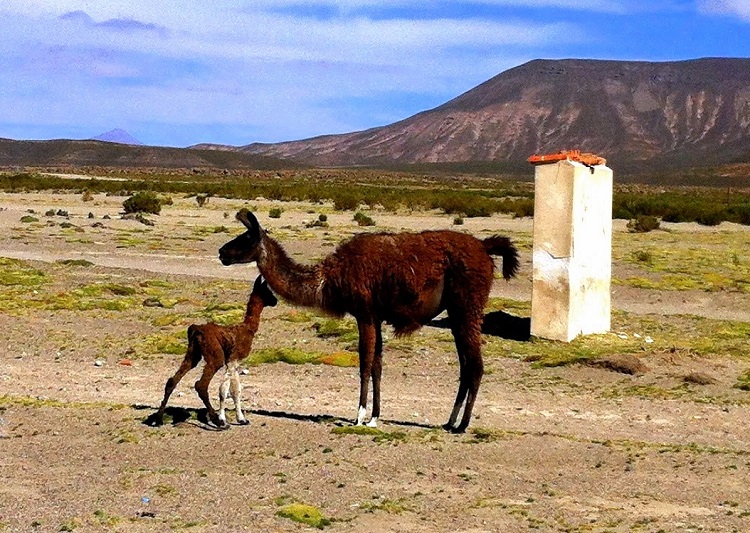 Mother and baby Llama Uyuni Bolivia