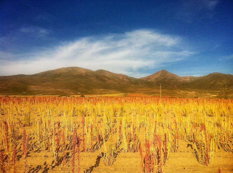 Quinoa crops Uyuni Bolivia