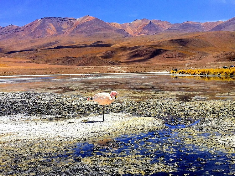 A lone flamingo on a high altitude lagoon Salar de Uyuni Bolivia