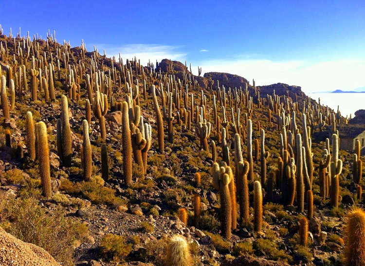 Cactus' Inca Huasi (Fish Island)