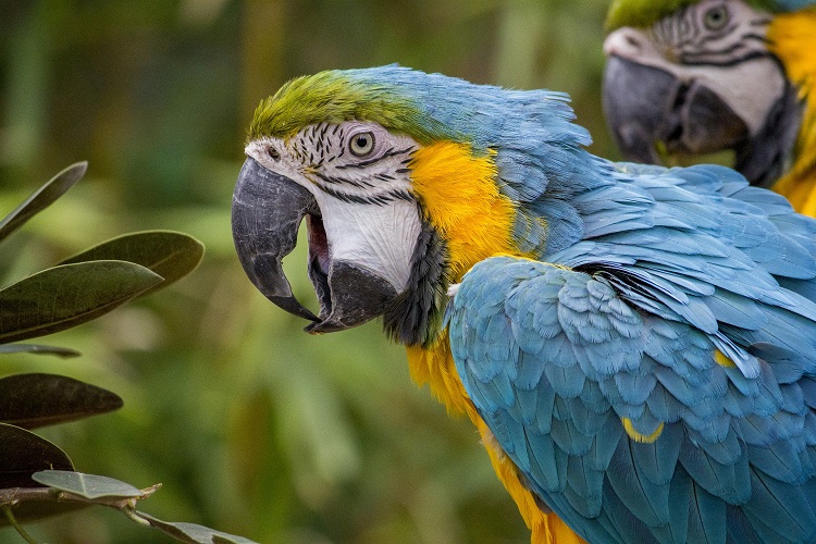 blue macaw bolivia