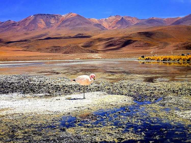 flamingo bolivia