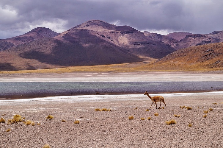 wildlife bolivia