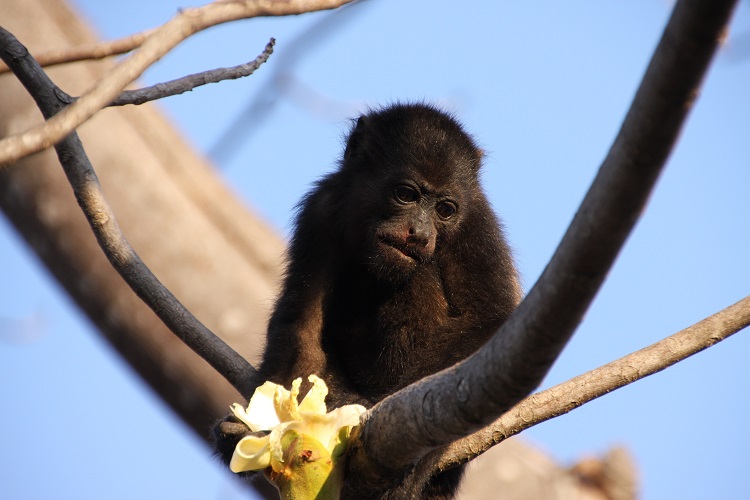 howler monkey bolivia