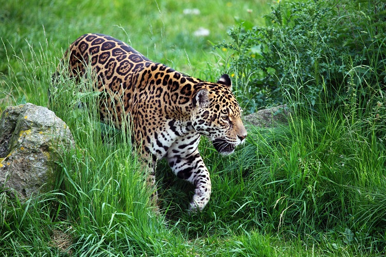 jaguar bolivia