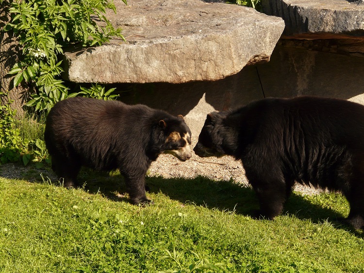 spectacled bear bolivia