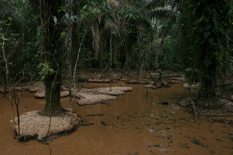 ÐÐ°ÑÑÐ¸Ð½ÐºÐ¸ Ð¿Ð¾ Ð·Ð°Ð¿ÑÐ¾ÑÑ Madidi Ulusal Park