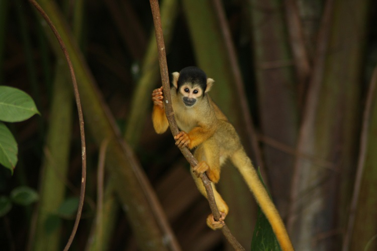 madidi national park bolivia