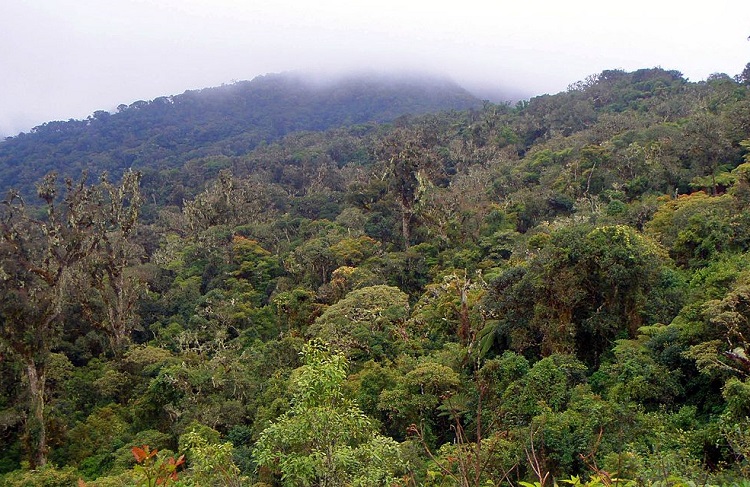 amboro national park bolivia 15