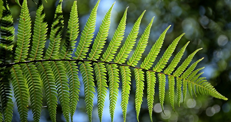 A Guide To Amboró National Park