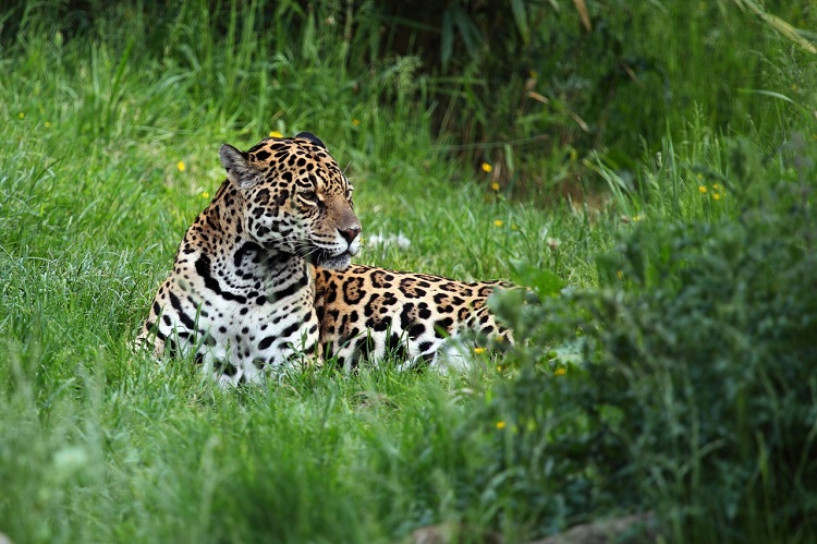 kaa iya national park bolivia 3