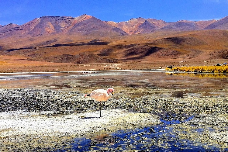 wildlife and nature itinerary bolivia