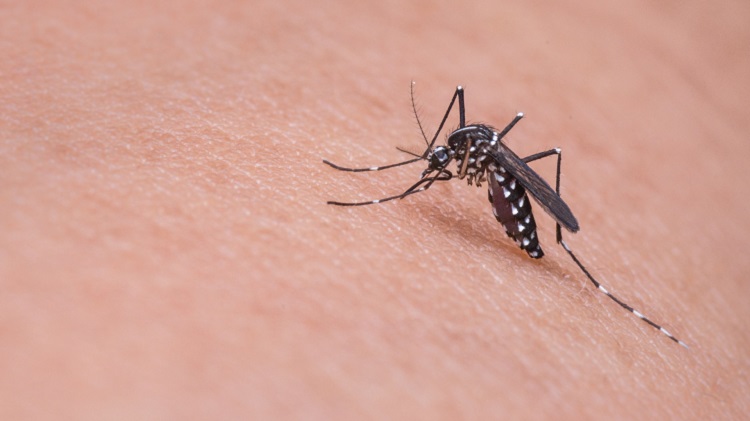 Mosquitoes In Bolivia