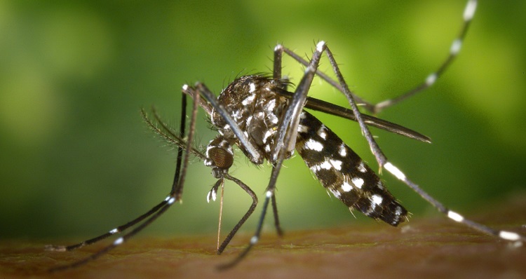 Mosquitoes in Bolivia – How To Protect Yourself