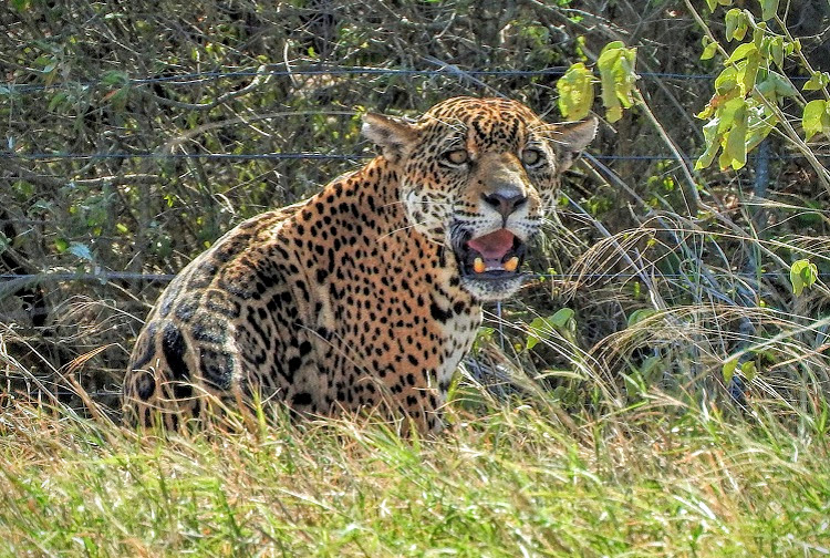 jaguar tour kaa iya national park 4
