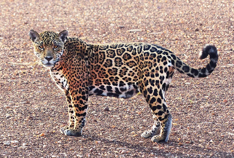 jaguar tour kaa iya national park 6