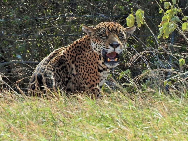 Bolivia’s Wildest Jaguar And Big Mammal Tour