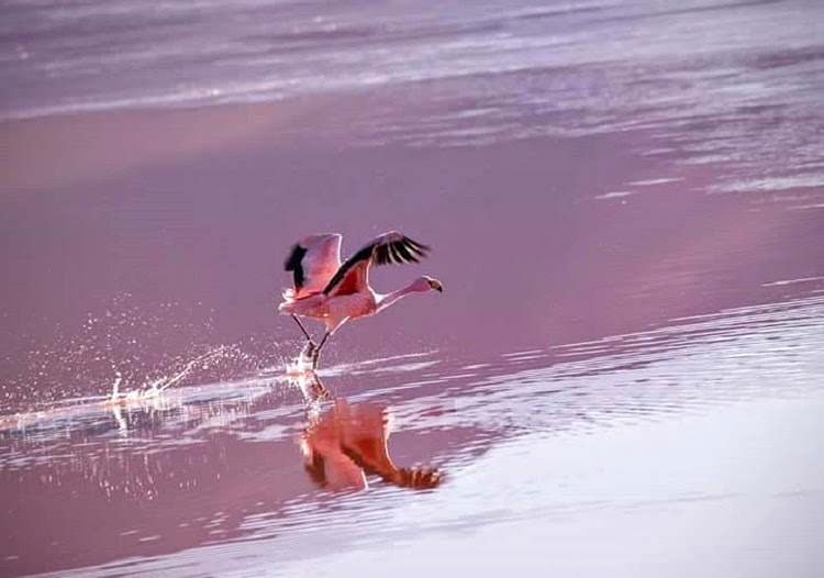 salt flats tour bolivia 2