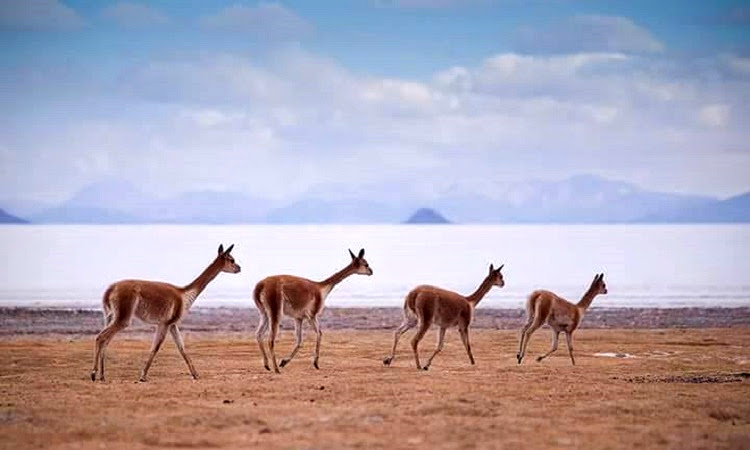 salt flats tour bolivia 3