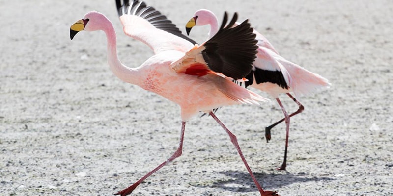 james flamingo