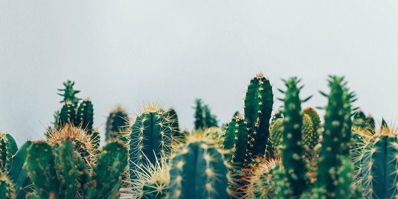 la paz cactus