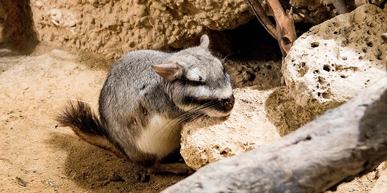 valley of the moon viscacha